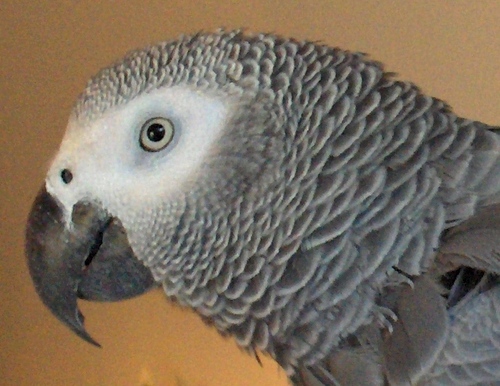 Spy. Author. Tutor. Karaoke producer. Trainer of trainers. Choral dialect coach. President, etc. several choirs. Lead singer: band. Parrot rescue satellite :-)