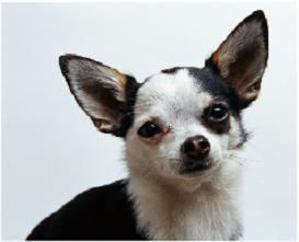 dogdosi's profile picture. こんにちは、マイマイです☆チワワを飼っています♪愛犬との毎日をつぶやいていこうと思います！