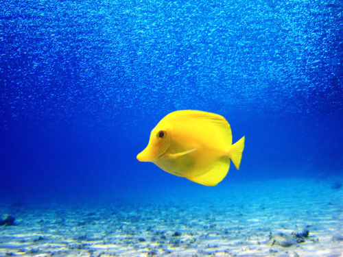 tangytang33's profile picture. Someone you want to keep on your good side.🇺🇸🇺🇸🇺🇸⚔⚔⚔