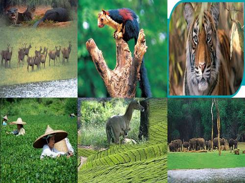 India Wildlife Tour is an ancient relish of India. Comprehensively, India has been very famous wildlife tours destination with lots of wildlife national parks.