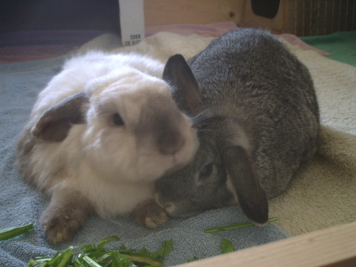 A Rabbit and Guinea Pig Sanctuary.  We also provide care for other homeless and abandoned animals, including chickens, cats, and geese.