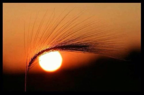 hassanmsh's profile picture. 