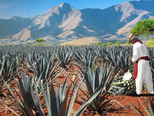 Una persona amante de la vida y el buen vivir, apasionado del #Tequila y las tradiciones de mi país viva #México