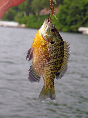 #TFB #TeamFollowBack #FF #F4F #FollowBack Interests: indoor gardening, urban aquaponics, rural aquaponics, aquaculture, hydroponics, and fish farming.