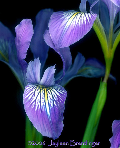 mauviris's profile picture. 