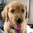 K9Pager's profile image