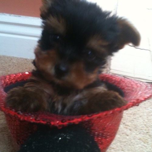 mtkelleher3's profile picture. My name is Rocky, i was born on 6th June 2011. Life is good. I'm a dog.