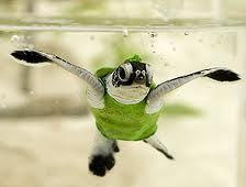 Love beautiful quotes/ picture and landscapes!!
Bookworm all the way!
Wish i live in the 1800's (without the civil war) 
Save the sea Turtles!!!