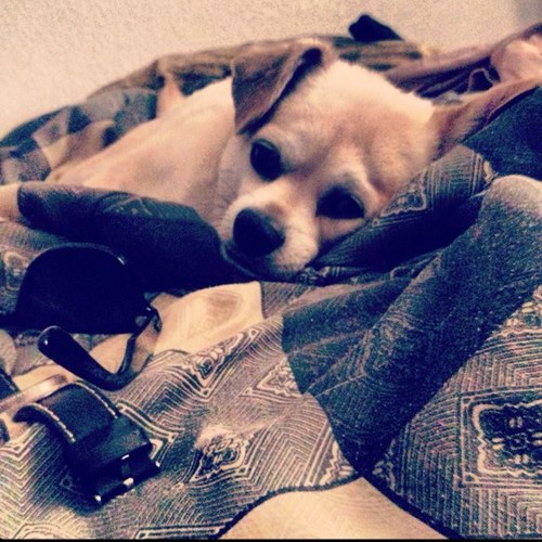 Thee_Pancho's profile picture. Yo! Y'all know me as @Rahooligan_'s and @PrincesssNessaa's dog Pancho. I'm more famous than you. *kanye shrug*