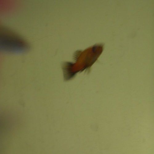 FishCareDaily's profile picture. I love tropical fish and I share my knowledge and my love for tropical freshewater fish at my youtube channel. http://t.co/vobGYH61bi