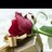 manol33's profile image