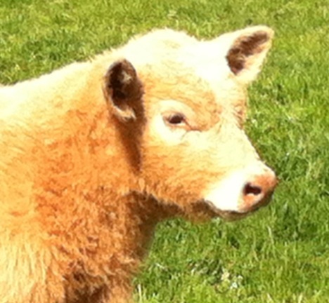 stockshowlivin's profile picture. keeping it real about showing livestock.