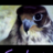 jozalhind's profile image