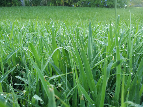 Griffith Lawn Care - Providing lawn mowing, bush hog and hauling service in Bonita Springs, Florida and the surrounding areas. 239-287-8710