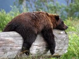 Bearworksonline's profile picture. Bearworks Online is your first step to making money online! Learn niche marketing by a trusted and reliable source.