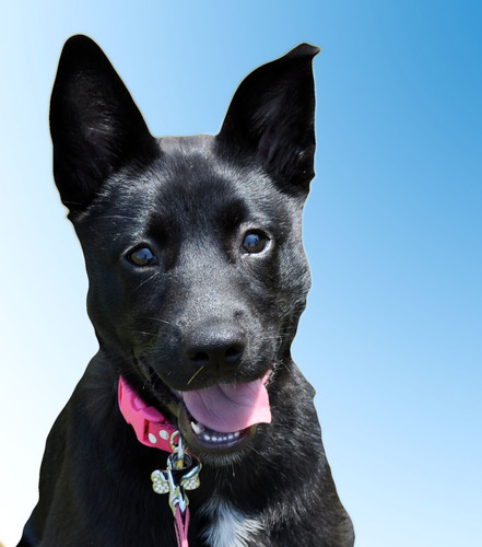 oOOoLondyn's profile picture. My name is Londyn and I am the coolest dog on twitter; paws down. I am proud advocate of DON'T SHOP, ADOPT! - after all... my mommy rescued me!