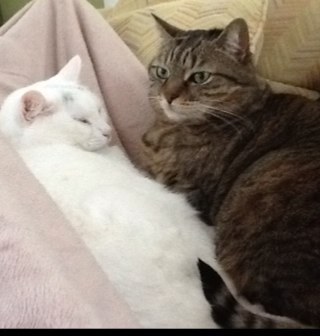 Julie Audette 🇨🇦 🇬🇱 🇺🇦 ♣️♣️♣️