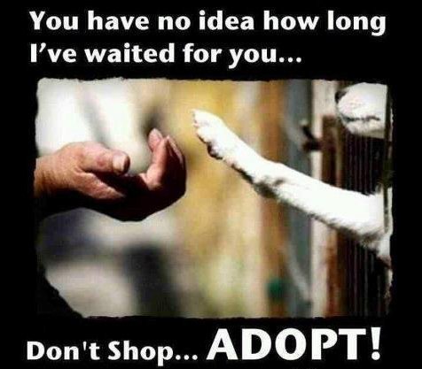 I'm an #AnimalAdvocate/blogger. #Westie #goldenretriever #activist #specialneeds #cat  #rescue #blinddog #terrier #diabeticpets #foster #1A #2A 🐘 #MAGA
