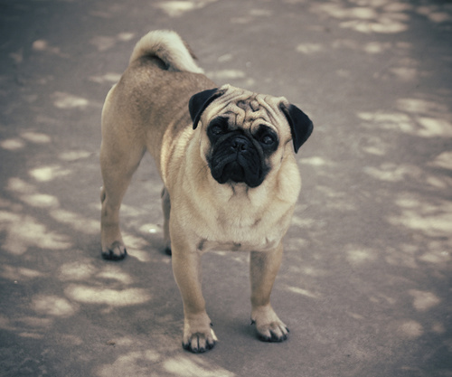 cigarbob4454's profile picture. Goldwing Rider,Scotch fan,Da Bears