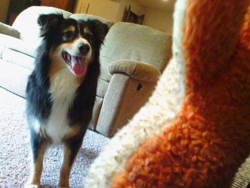 PlusScoutDog's profile picture. I'm @PlusJack's tweeting dog. I don't know how I do it, either.