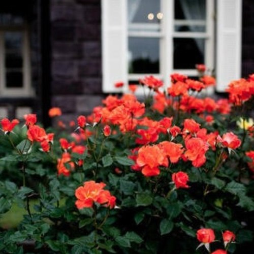 Ms_Flower55's profile picture. 