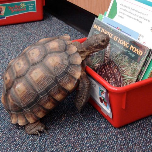 First Grade Teacher, Tortoise Owner, Techie Wannabe