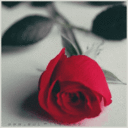 Rose Maryam (@195Xq) Twitter