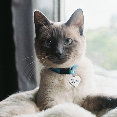 I am a really interesting Siamese cat who blogs about life, food, toys, and more. I think I am funny & adorable. Please check out my blog!