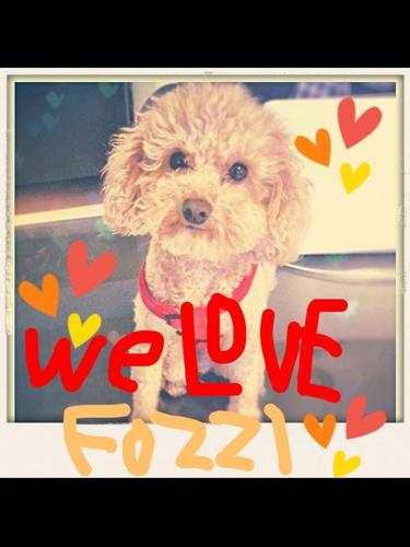 The only and ONLY Fozzi Bear!  Melting hearts worldwide...and breaking them too!  @faspiras is my daddy.