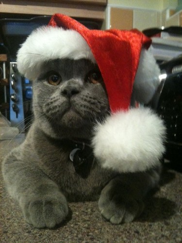 Cat-loving crazy person; more cats than humans in our house. Also gin and wine are mandatory.