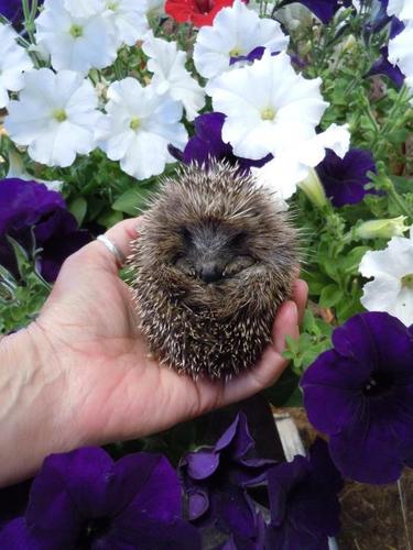 SuWhitaker's profile picture. Ex BBC Lincolnshire Sports journalist. Views are still my own and not those of the BBC. My other interests include horses, especially natural horsemanship