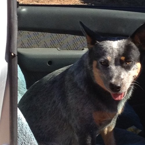 BrentonHobart's profile picture. 