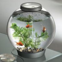 Acuion's profile picture. 