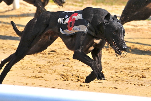 RickWiderunner's profile picture. Greyhound Enthusiast