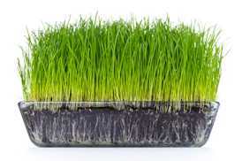 I love wheatgrass juice!