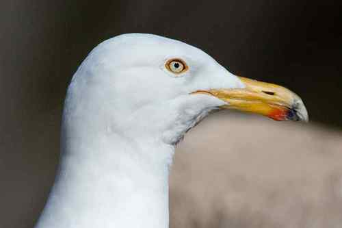 I am a Seagull from Rhyl. We are the Mafia of Seagulls. We are part of the pterodactyl family. I have mild tourettes. Cunt