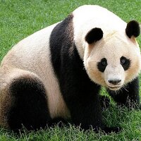 熊猫🐼 (@catspeed1) 's Twitter Profile