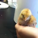 Shannon Wright - @wright2016 - Twitter