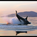 Fiona Wade - @angusHamilton - Twitter