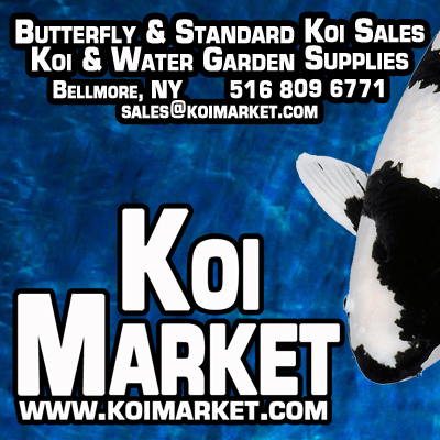Koi_Market's profile picture. Koi Market is a Retail and Online store that specializes in Koi sales and Pond Supplies. We're also a leading designer and installer of Ponds, Filtration & more