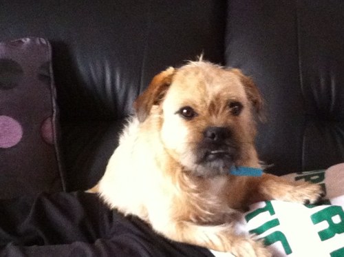 Rockywoof's profile picture. i love bones and squeaky toys