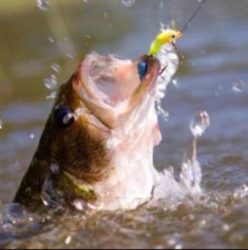 hookandbullet03's profile picture. For the typical Outdoorsman.  Discuss, RT, Favorite what you like. Open for suggestions.