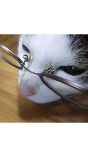 ｾﾙﾌﾋﾞﾙﾄﾞの山小屋にて汗かきﾍﾞｿかき藪漕ぎ暮らし(田舎暮らしに憧れﾅｼ)必然的に植物は山野草･動物は野生の諸々&捨て猫･昆虫だらけ猫3匹→2021/9→2023/2に1匹 ☆≠お気に入りRT≠賛同も多々 ﾒﾓ化してます