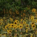 Tara Lambe - @taralambe - Twitter