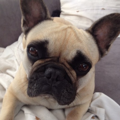 TheMissBouBou's profile picture. Ceci est mon tweeter :) Je m'appel Dana alias BouBou et je vous présente ma vie :)