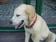 yoyo imut
