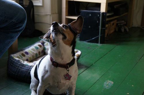1:You pronounce my name like early with an M at the start.
2: I am adoreable.
3: I am a dog with fantastic taste.
4: I get bored easi .... where's my bone?