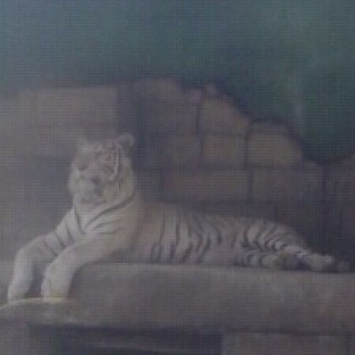 originarmintu's profile picture. ヤーマン！！REGGAEが大好きです、歌ってます、横の繋がりを大事にして行きましょう！！