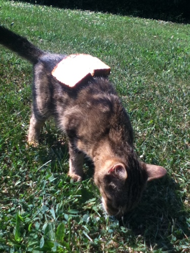 Lovedestro's profile picture. 