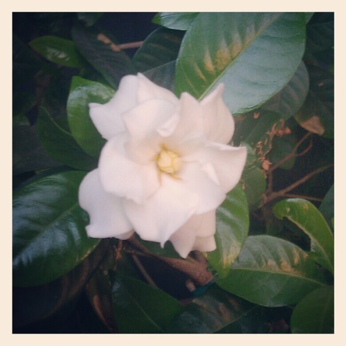 sparkle_bomb's profile picture. 